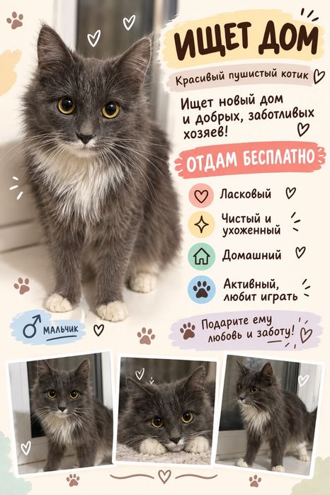 Котенок отдам бесплатно