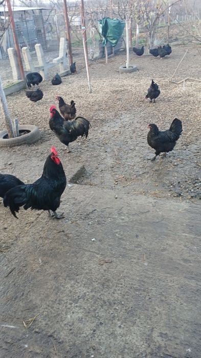 Oua incubat australorp