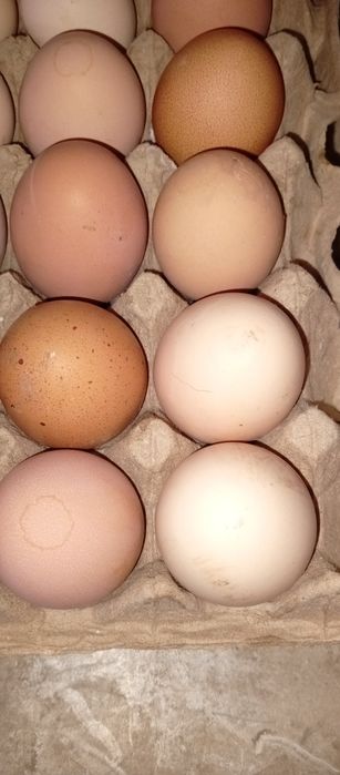 Хан хяп тухумлари сотилади