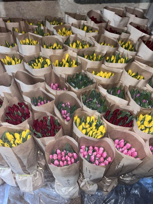 Премиум Тюльпаны с теплицы