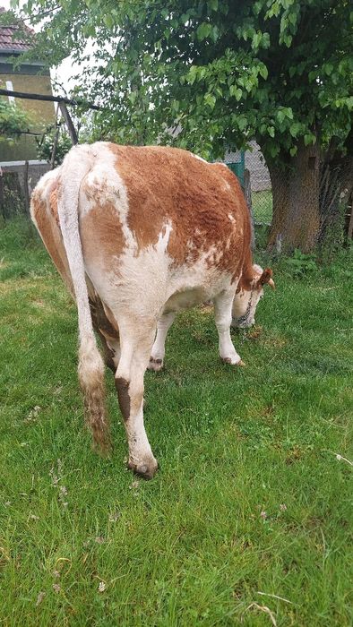 Vaca gestantă în 8 luni