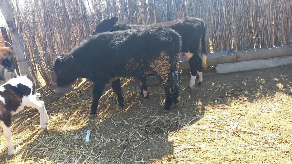 Еркек баспак еки бас