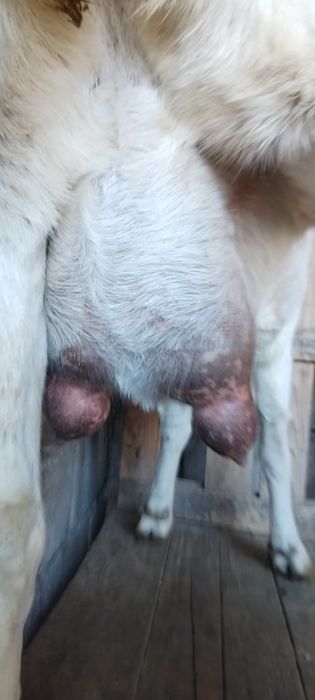 Заненнуб сауынды ешкі  сатылады