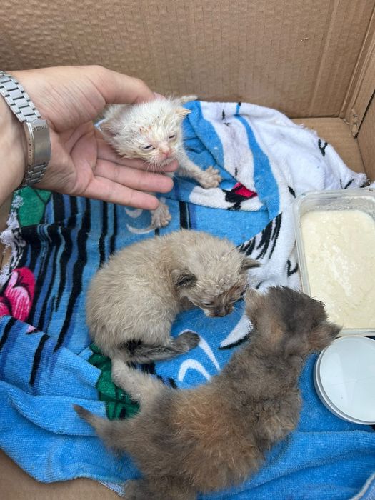 Отдам маленьких клубочков кот кошка