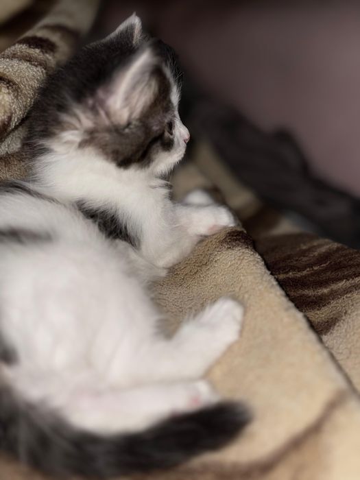 Котенка в добрые руки