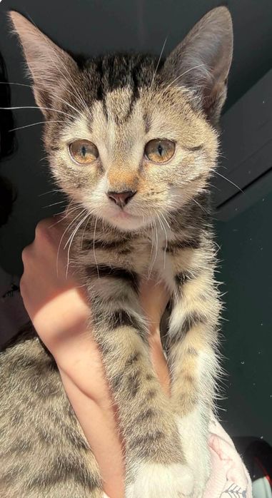 Две мъркащи котета ТЪРСЯТ дом