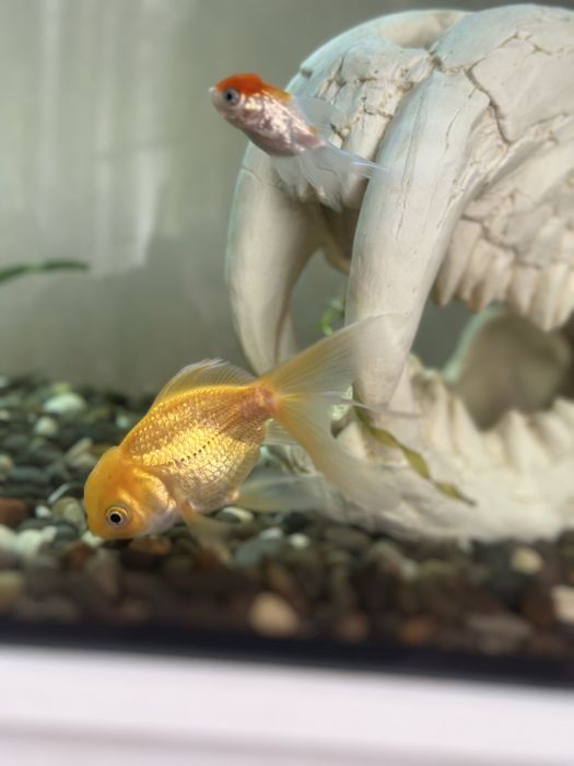 Продам золотую рыбку