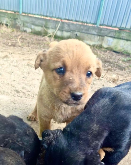 Отдам в добрые руки