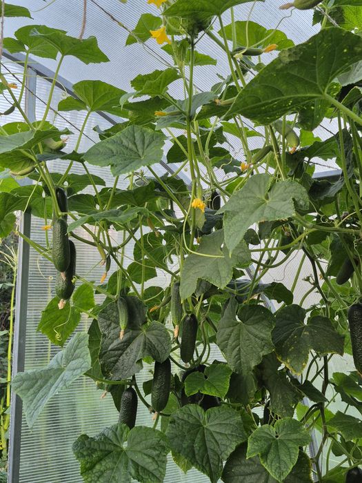 Дача на Фёдоровке