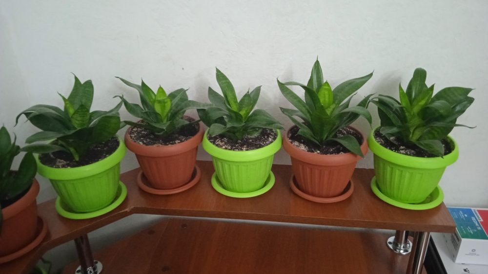 Продам цветы комнатные разные