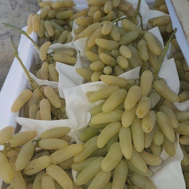 Узум бог парваришига богбон лар бор