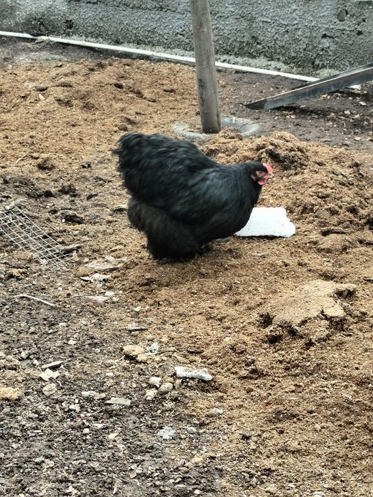 Продам черных куреи