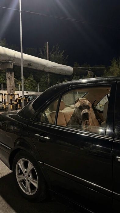 Mercedes Benz C220 w202