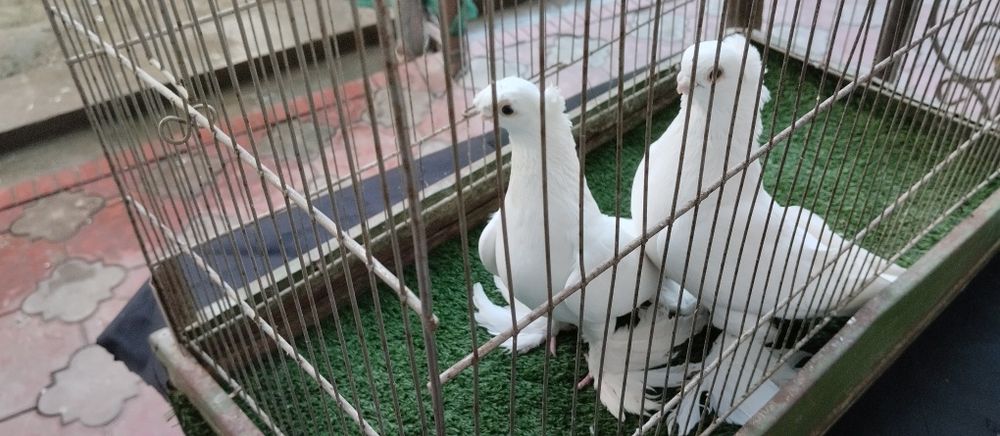 Пара оқлар сотилади. Қоракўз. Кабтар кабутар каптар голуб kabtar