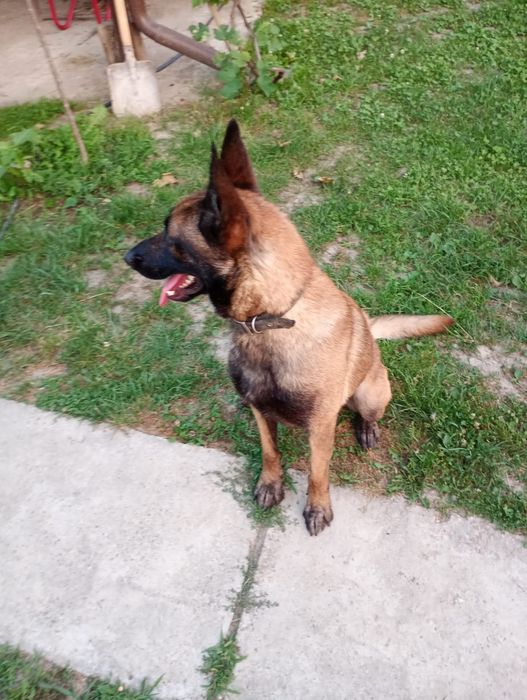 Donez câine ciobănesc belgian malignois
