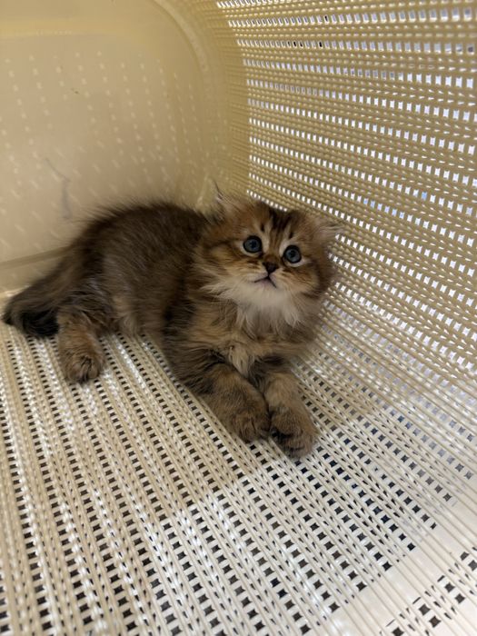Кошка Шиншилла 2 месяцев
