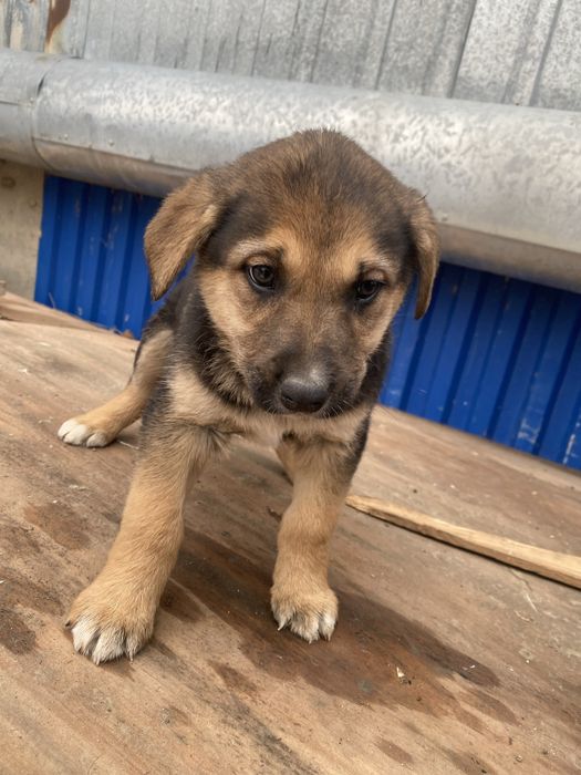 Щенки в добрые руки бесплатно