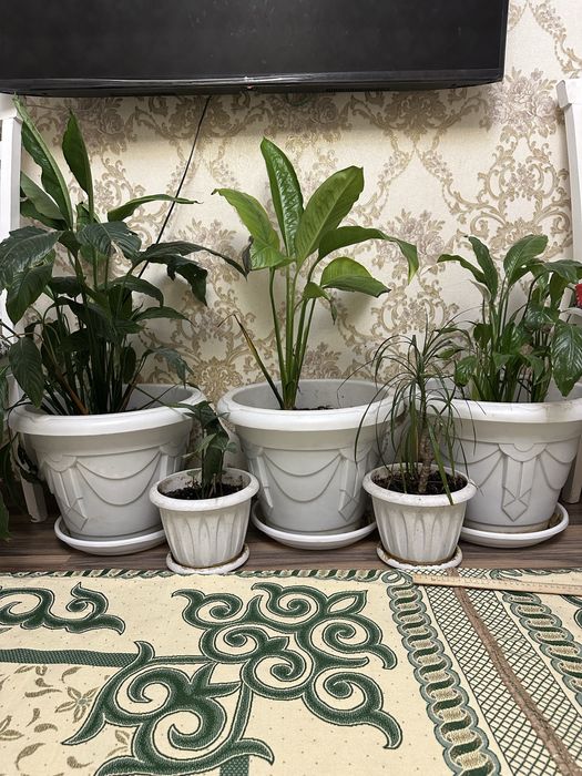 Срочна сатылады Женское счастье