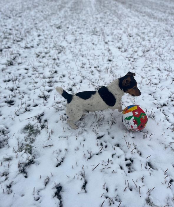 Catei foarte energici si jucausi