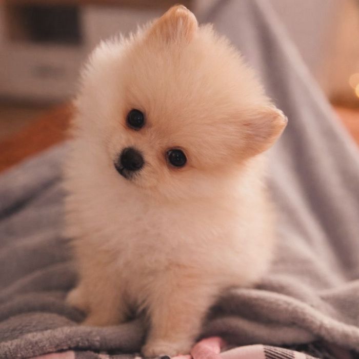 Pomeranian spitz mini toy