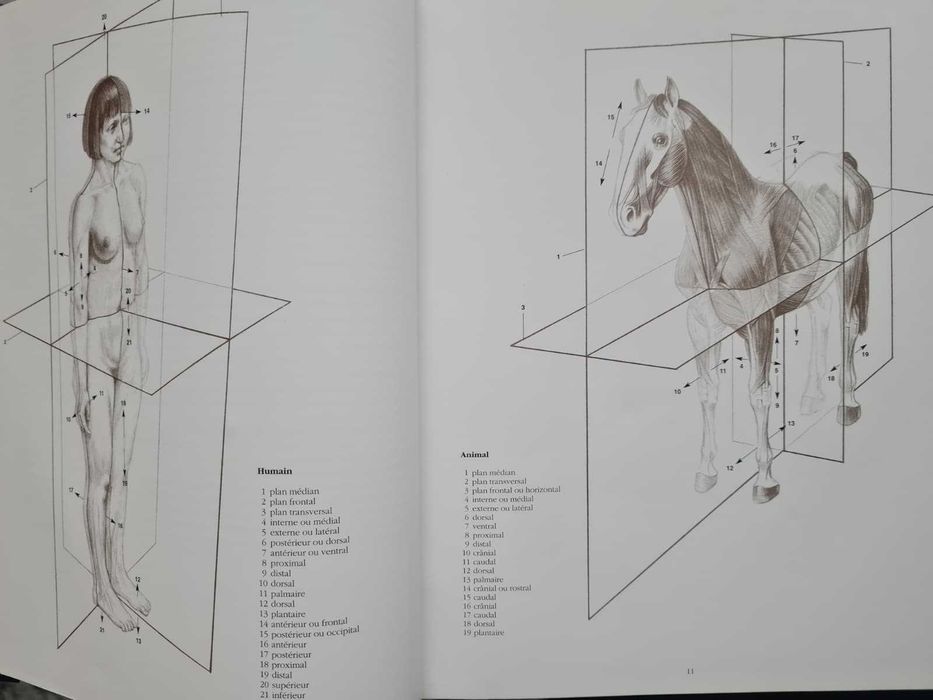 Carte rară – Anatomie Artistică Szunyoghy (2007)