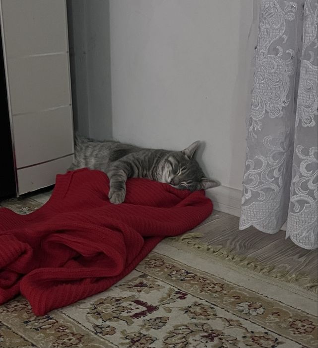 Шотландский кот на вязку