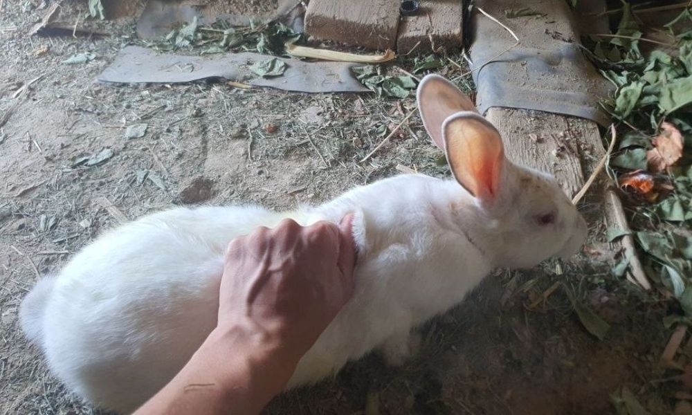 Kaliforniya va hikol quyonlar sotiladi