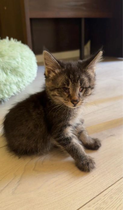 Котенок 2 месяца