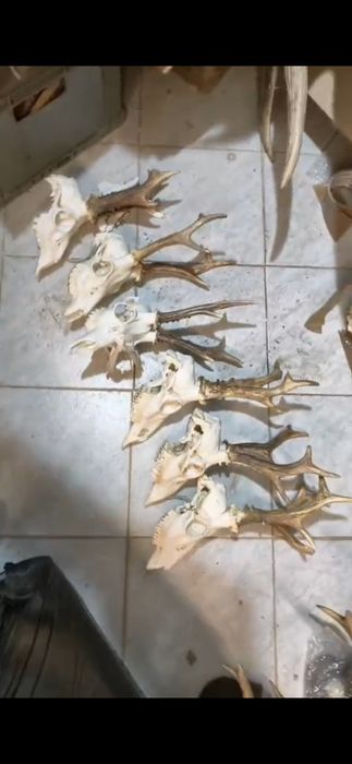 Vand colectie de trofee de caprior. Vefeti cele 8 poze atasate la anunt.