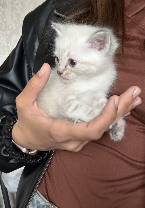 Отдам котят в добрые руки