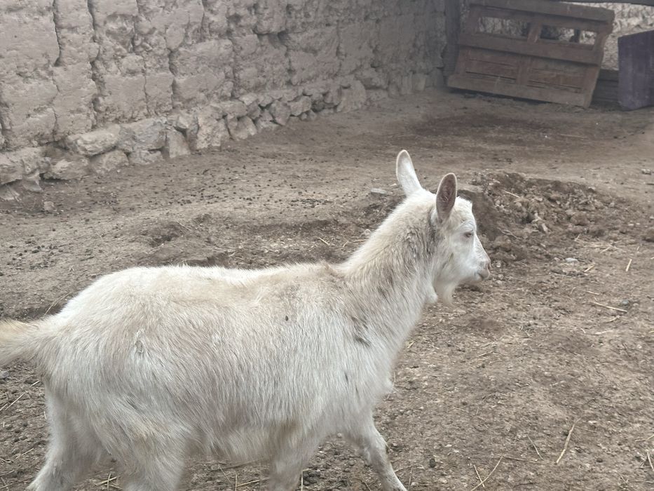 Орыс ешкі сатылады