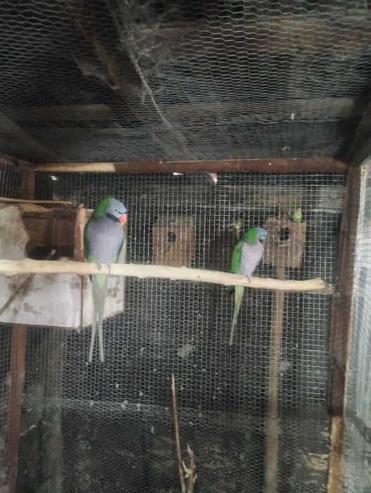 Продават се папагали