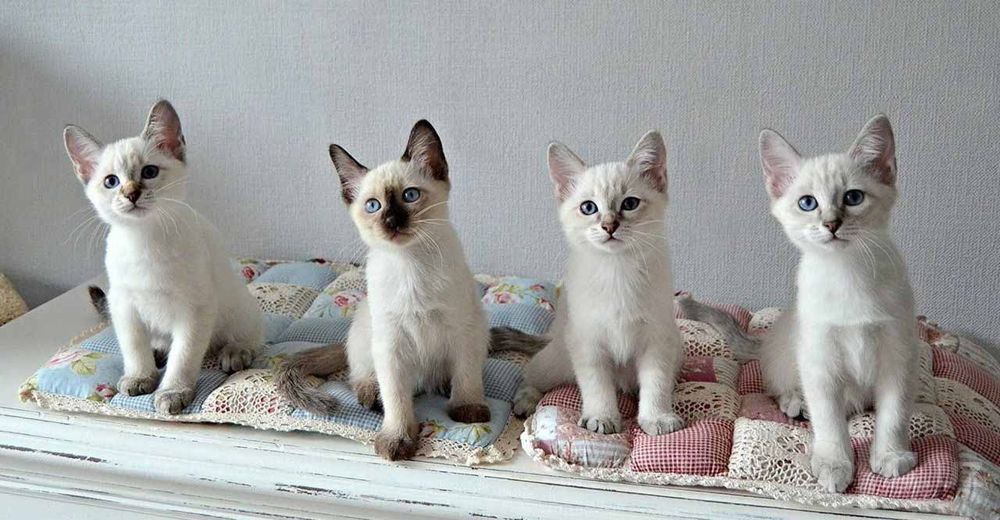 Продаются котята тайские