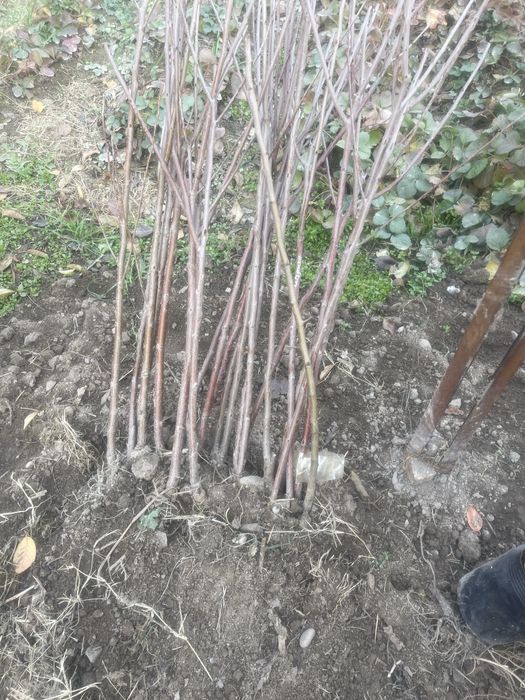 Голубика сорта тристо тысяч сумм , также плодовые деревья !