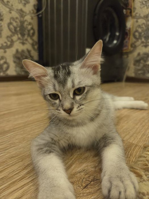Отдам котят в хорошие руки