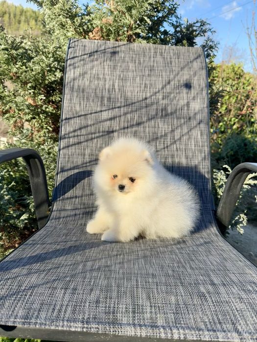 Померан мини момче. Померанче