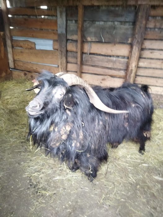 Продам козла плеяной