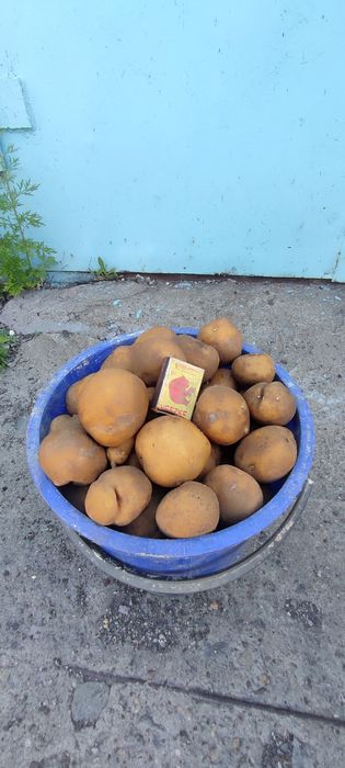 Продам кортофель дачный.