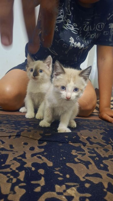 Отдам котят бесплатно мальчик и девочка