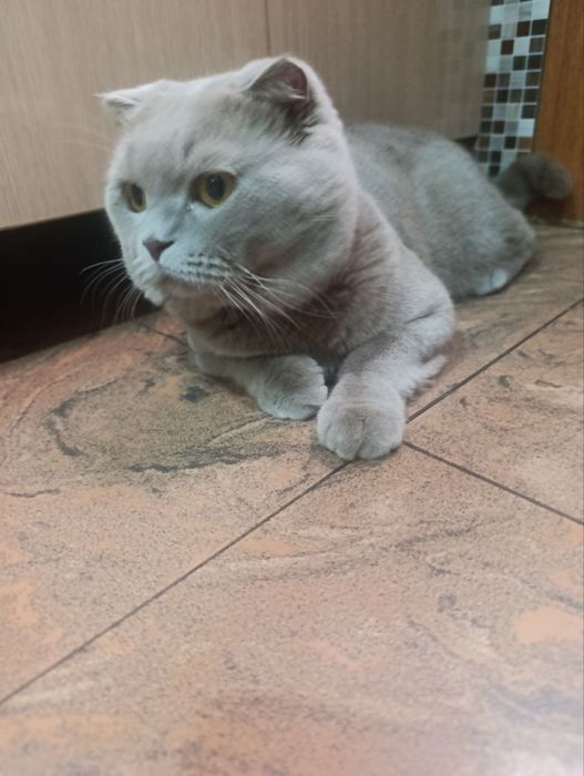 Продаются котята