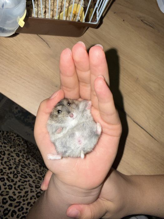 Хомяк мальчик и девушка