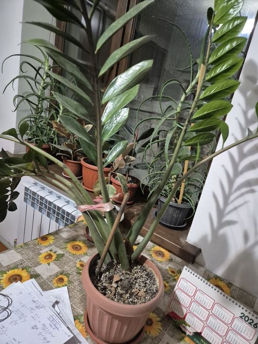 Продам замиакулькас