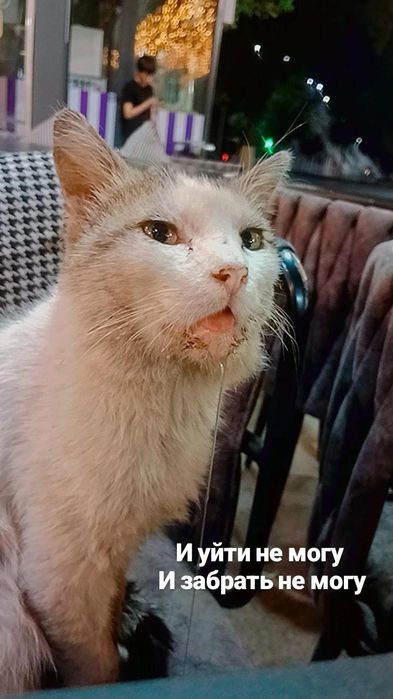 Коту очень нужна помощь