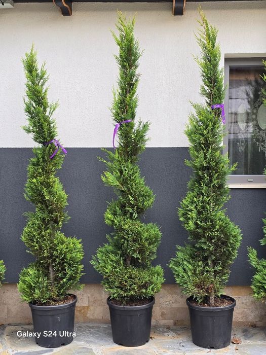 Plante ornamentale