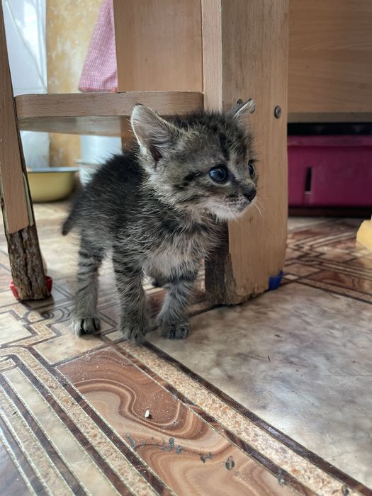 Отдам котенка в добрые руки