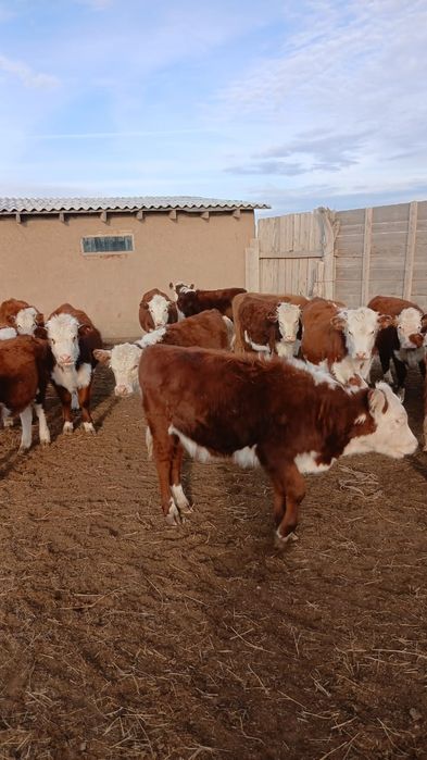 Ірі қара мал сатылады