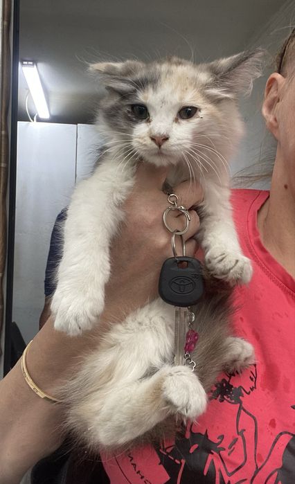 Отдам котят, сиамские, пушистые, 3 мес