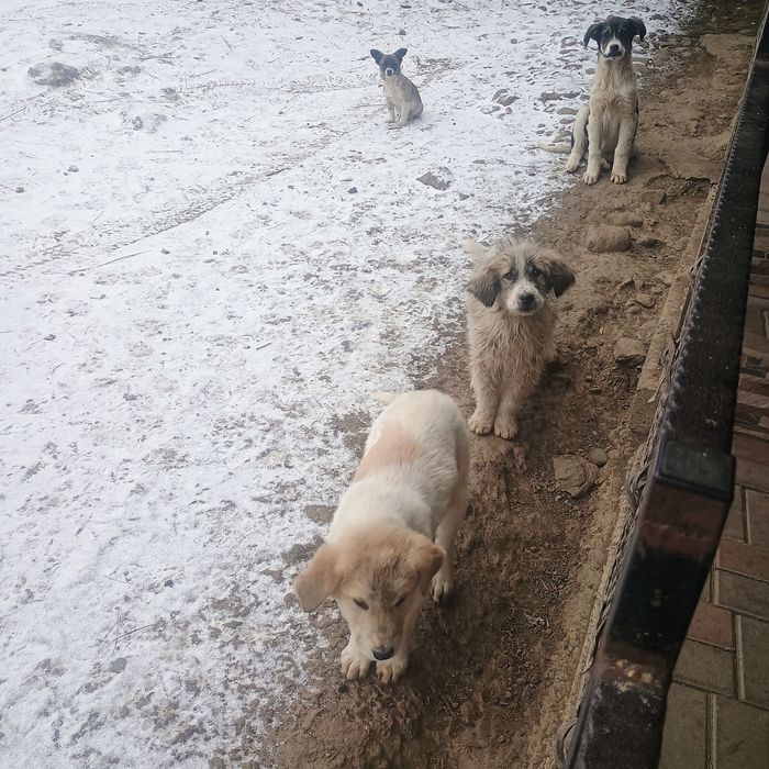 3 oi disponibile 2 de 3 miei și 1 de 5