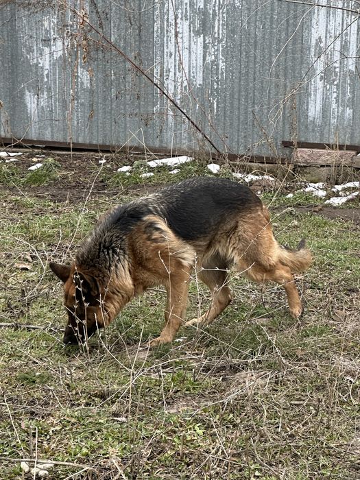 Немецкая овчарка