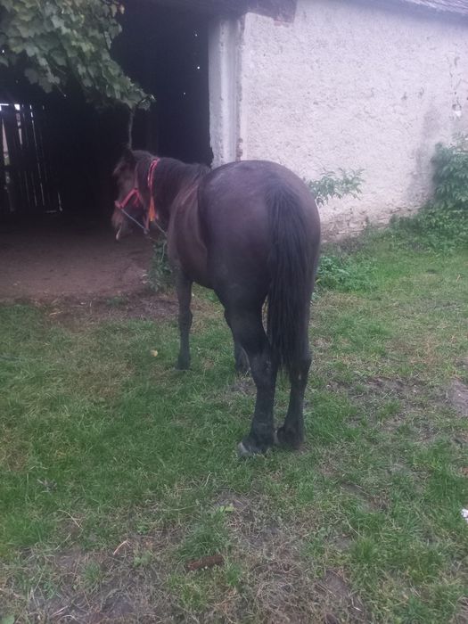 Iapa de 8 ani garantata